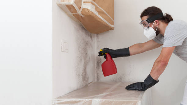 Professional Black Mold Removal technician working in Belleville, NJ