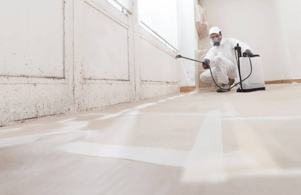 24/7 Emergency Black Mold Removal experts in Belleville, NJ