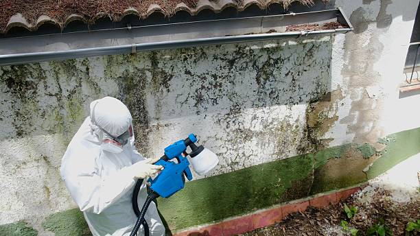 Trusted Crawl Space Mold Removal service in Belleville, NJ - Cheap Mold Removal